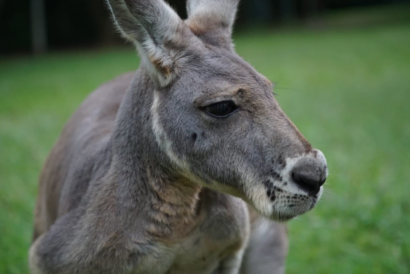 (Courtesy Kangaroo/Hopping Pictures)